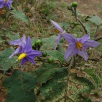 Solanum violaceum Ortega